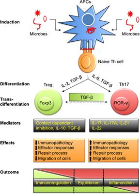 Interplay of Regulatory T Cell and Th17 Cells during Infectious Diseases in Humans and Animals